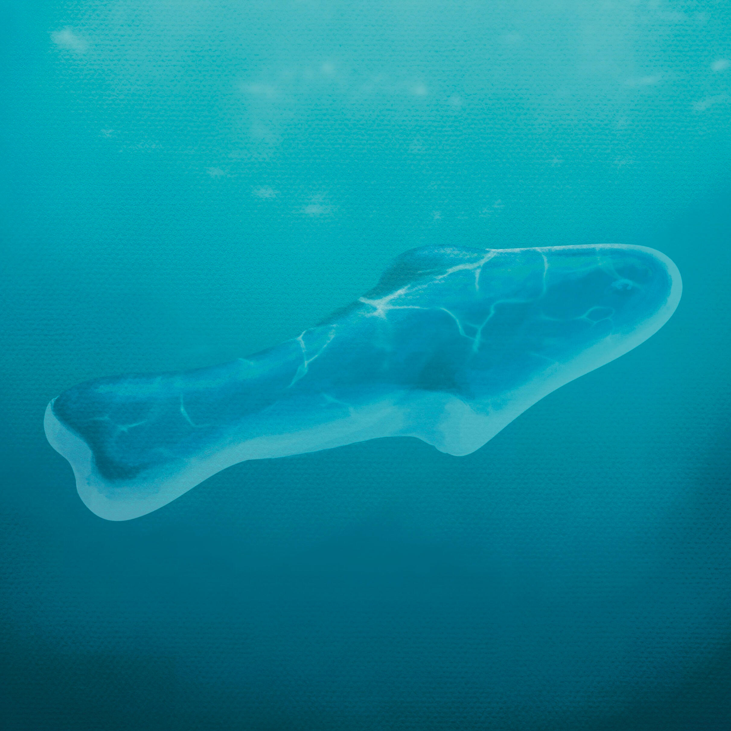 A blue gummy shark floating underwater with reflected light from the water's surface shining on its back.